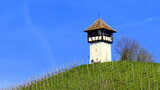 Fototapeta  - malerischer Weinberg bei Meersburg am Bodensee  mit schönem Rebhäuschen vor blauem Himmel