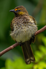 Wall Mural - The orange-spotted bulbul (Pycnonotus bimaculatus) is a species of songbird in the bulbul family of passerine birds. It is endemic to Java, Bali and Sumatra.