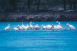 Flock of pelicans