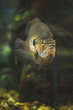 Blue gill fish in a tank