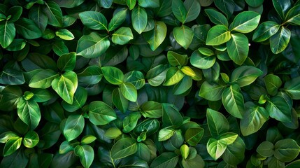 Poster - An aerial view of a green leafy background.