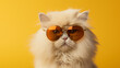 Fluffy white cat wearing sunglasses on a bright yellow background.
