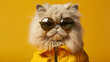 Fluffy white cat wearing sunglasses on a bright yellow background.