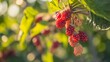 Pink mulberry harvest on a branch in the garden, agribusiness business concept, organic healthy food and non-GMO fruits with copy space
