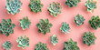Row of various succulent plants arranged on pink background for botanical and gardening concepts