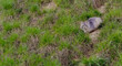 Kot o wyglądzie żbika (lub jenota?!) na trawiastym zboczu. Długowłosy, szary kot siedzi wśród trawy w marcowe popołudnie.