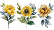 set in stile acquerello di bouquet floreale , foglie e rami, peonie, color giallo tenue,fondo bianco scontornabile,  fiori di peonia gialli tipo dipinti a mano con foglie verdi stile acquerello