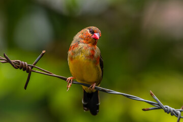 Wall Mural - The red avadavat, red munia or strawberry finch, is a sparrow-sized bird of the family Estrildidae. It is found in the open fields and grasslands of tropical Asia and is popular as a cage bird due to 