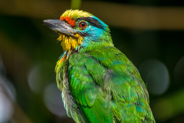 Wall Mural - The red-throated barbet (Psilopogon mystacophanos) is a species of bird in the family Megalaimidae