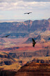 Condors flying over the Grand Canyon National Park