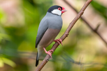Wall Mural - The Java sparrow (Lonchura oryzivora), also known as Java finch, Java rice sparrow or Java rice bird, is a small passerine bird