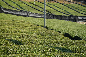 Canvas Print - Green Tea leaf at Fields in Japan - 茶畑 茶葉 日本	