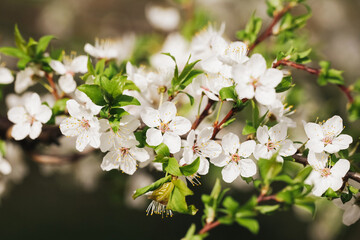 Canvas Print - Apple blossom tree branch. Shallow depth of field isolated. White flakes little flowers. Springtime tree bloom. Sunlight plant. Floral background.