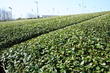 Canvas Print - Green Tea leaf at Fields in Japan - 茶畑 茶葉 日本	