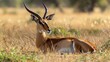 A gazelle resting on grass
