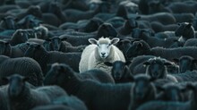 One White Sheep In A Flock Of Black Sheep