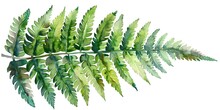 Delicate Watercolor Fern Leaf With Graceful Curve On White Background