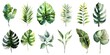 Watercolor Painting Series of Various Leaves on White Background for Botanical and Instructional Purposes