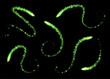 Magic swirls collection, green light trails with sparkles, glowing light effect, shiny stardust isolated on black. Vector illustration.