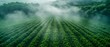 Harmony of Tech & Nature: Smart Farming in the Mist. Concept Innovative Agriculture, Sustainability, Technology, Farming Practices, Environmental Impact