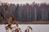 Fototapeta  - jesień, drzewa brzozy nad jeziorem