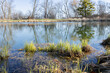 Sedges emerging at the edge of a pond in the early spring. 