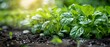 Gardening Apps for Urban Dwellers Technology to help city residents grow their own food