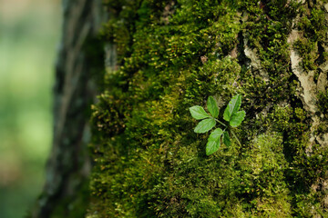 Wall Mural - Green leaf on mossy tree trunk in forest, abstract natural background. Beautiful image of spring, summer nature. wildlife, ecology, environment, earth day concept. template for design