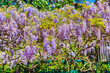 Beautiful purple wisteria flowers in spring