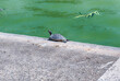 Peaceful turtle taking a sunbath in Rome, Italy