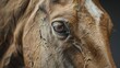 Close up of horse eye on black