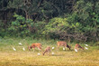 Sika Deers and Great Egrets in Yala National Park, Sri Lanka