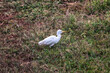 Great Egret in Yala National Park, Sri Lanka