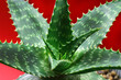 aloe on a red background. minimalism and bright color combinations. Flowers