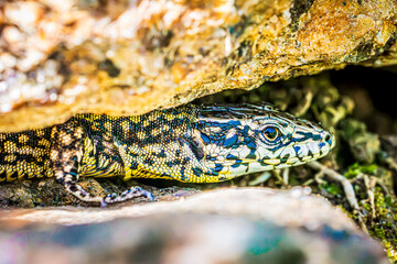 Wall Mural - lizard on a rock