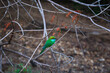 The green bee-eater or Merops orientalis in Yala National Park, Sri Lanka