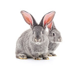Fototapeta Zwierzęta - Two beautiful rabbits.