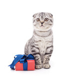 Fototapeta Psy - Kitten and gift.