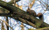 Fototapeta Londyn - Red squirrel on a tree branch for background