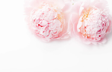 Wall Mural - romantic banner, delicate white peonies flowers close-up. fragrant pink petals. beauty, wedding, mot
