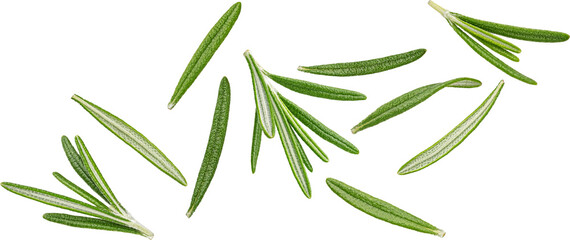 Falling rosemary leaves isolated