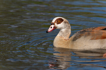 Wall Mural - Portrait of an adult male Nile or Egyptian goose (Alopochen aegyptiaca) swimming in the water