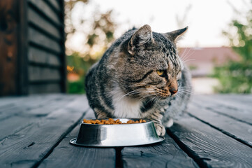 Gray cat looking side under the bowl full of dry food on the outdoor background. Stray hungry pet. The concept of helping and feeding homeless animals