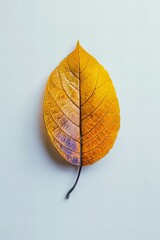 Canvas Print - autumn leaf on a black background