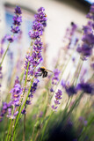 Fototapeta Lawenda - bee in lavender field 