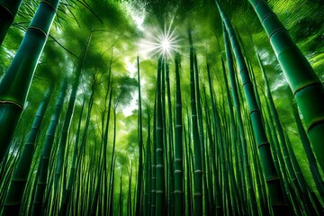 Wall Mural - bamboo forest in the morning