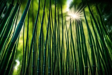 Wall Mural - bamboo forest background