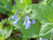 Mertensia virginica | Virginia bluebells - Virginia cowslip - Lungwort oysterleaf - Roanoke bells. Bell-shaped sky-blue short-lived flowers on tall arched stems above a gray-green ovate foliage
