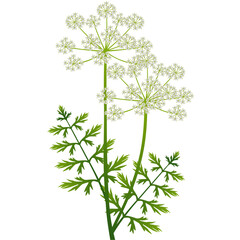 Wall Mural - Regular cumin inflorescence with green leaves on a white background..eps