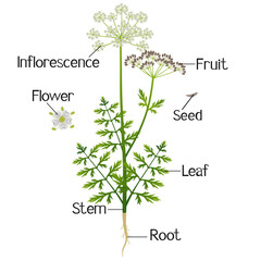 Wall Mural - Parts of a regular cumin plant on a white background..eps